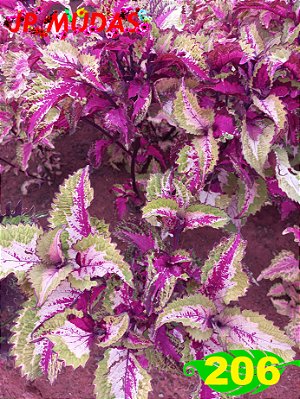 Coleus 206