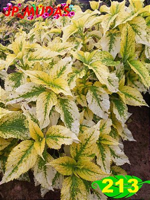 coleus 213