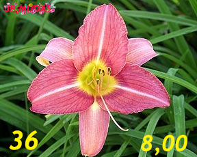 Lírio são José L36