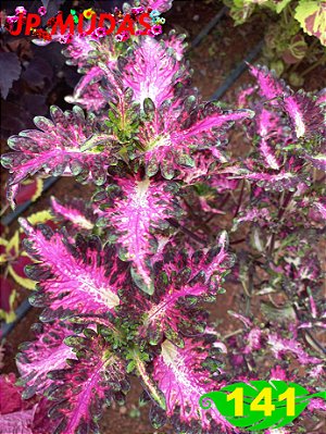 Coleus 141