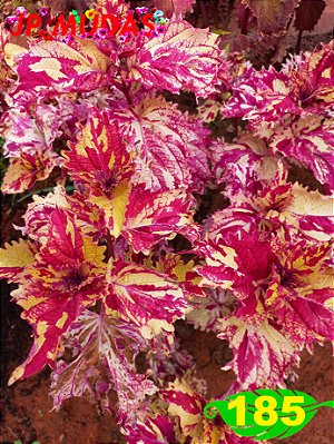 coleus 185