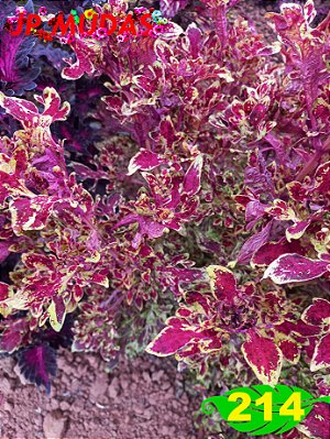 coleus 214