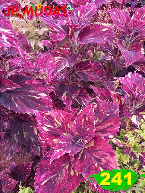 Coleus 241