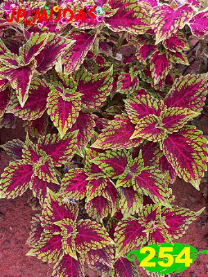 coleus 254