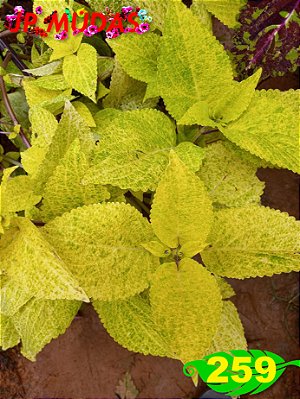 coleus 259