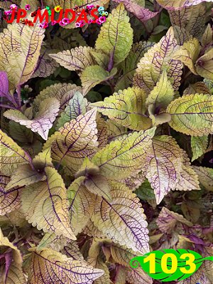 coleus 103
