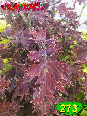 Coleus 273