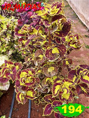 Coleus 194