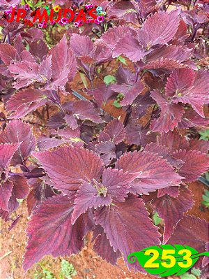 Coleus 253