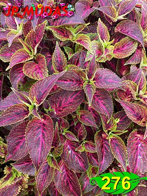Coleus 276
