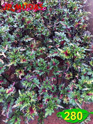 Coleus 280