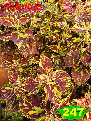 Coleus 247