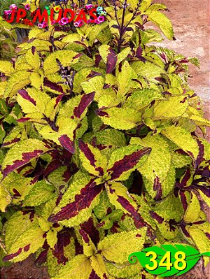 Coleus 348