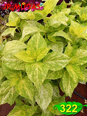 Coleus 322
