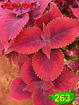 Coleus 263