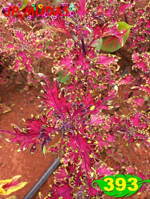 Coleus 393