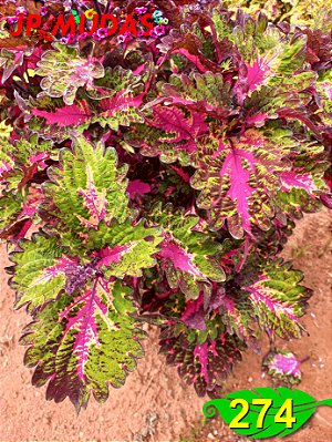 Coleus 274