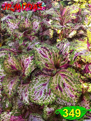 Coleus 349