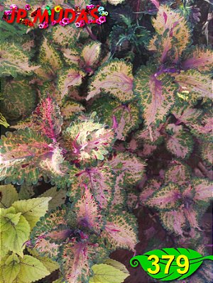 Coleus 379