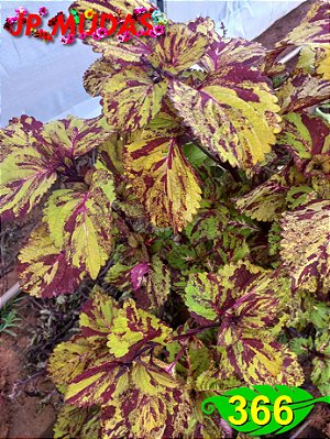 Coleus 366