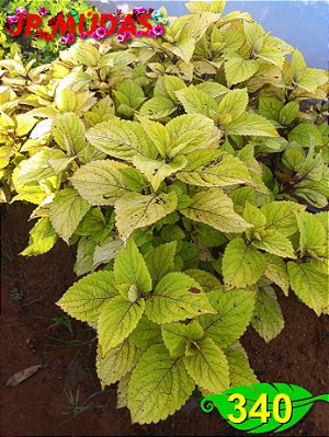 Coleus 340