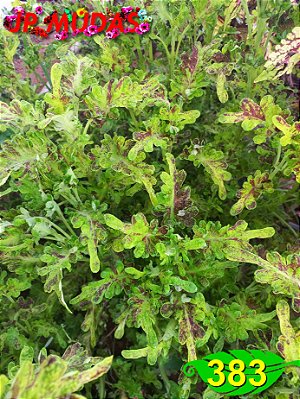 Coleus 383
