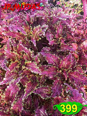 Coleus 399