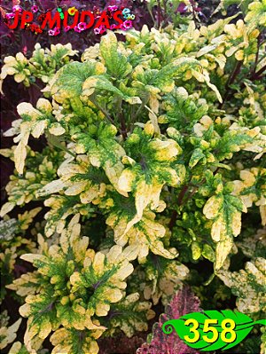 Coleus 358