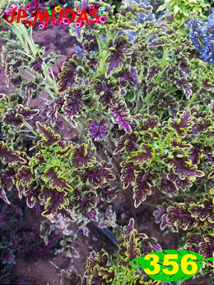 Coleus 356