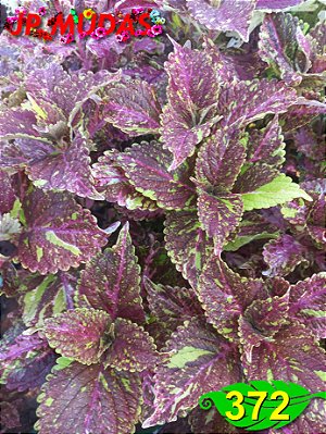 Coleus 372