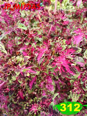 Coleus 312