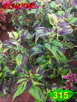 Coleus 315