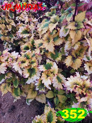 Coleus 352