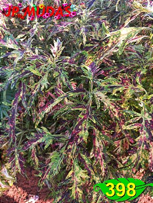 Coleus 398