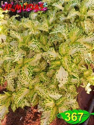 Coleus 367