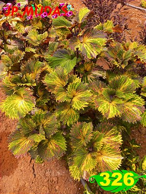 Coleus 326
