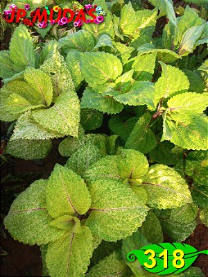 Coleus 318