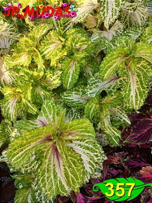 Coleus 357
