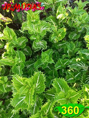 Coleus 360
