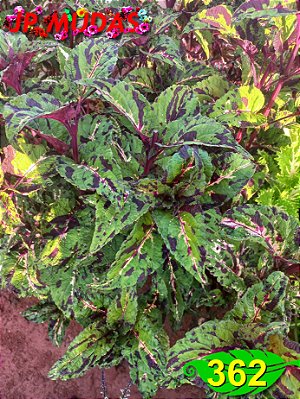 Coleus 362