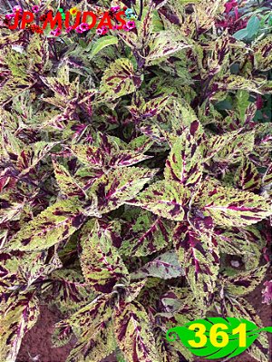 Coleus 361