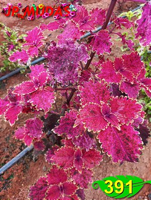 Coleus 391