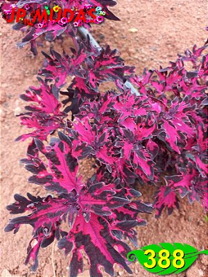 coleus 388
