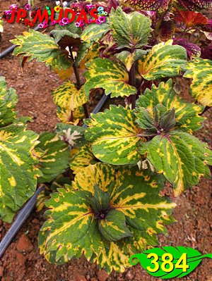 Coleus 384