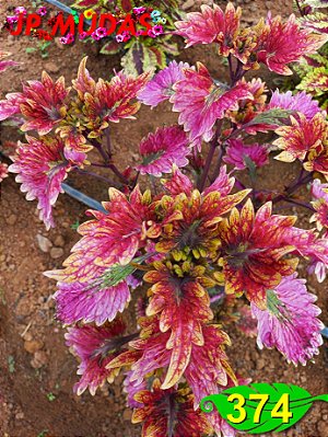Coleus 374
