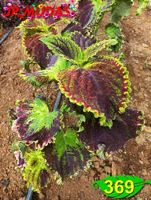 Coleus 369
