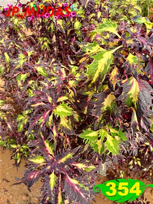 Coleus 354