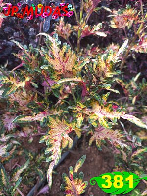 Coleus 381