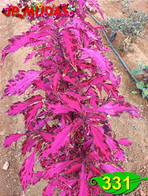 Coleus 331