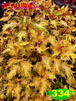 Coleus 334